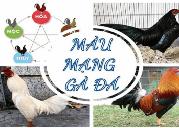 80 Colors of Fighting Cock’s Lives and 3 Perfect Color Selection Methods