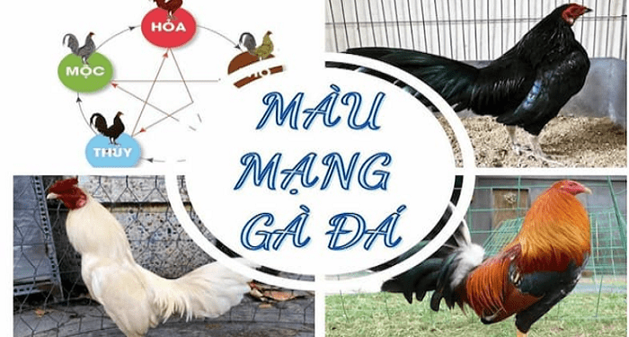 80 Colors of Fighting Cock’s Lives and 3 Perfect Color Selection Methods